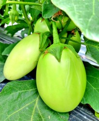 eggplant green apple3